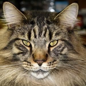 Meet your Posher, Sachio